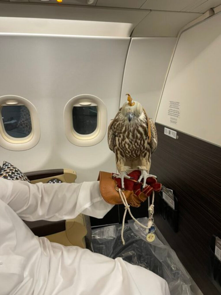 A falcon preches on the arm of its handler on board a plane.